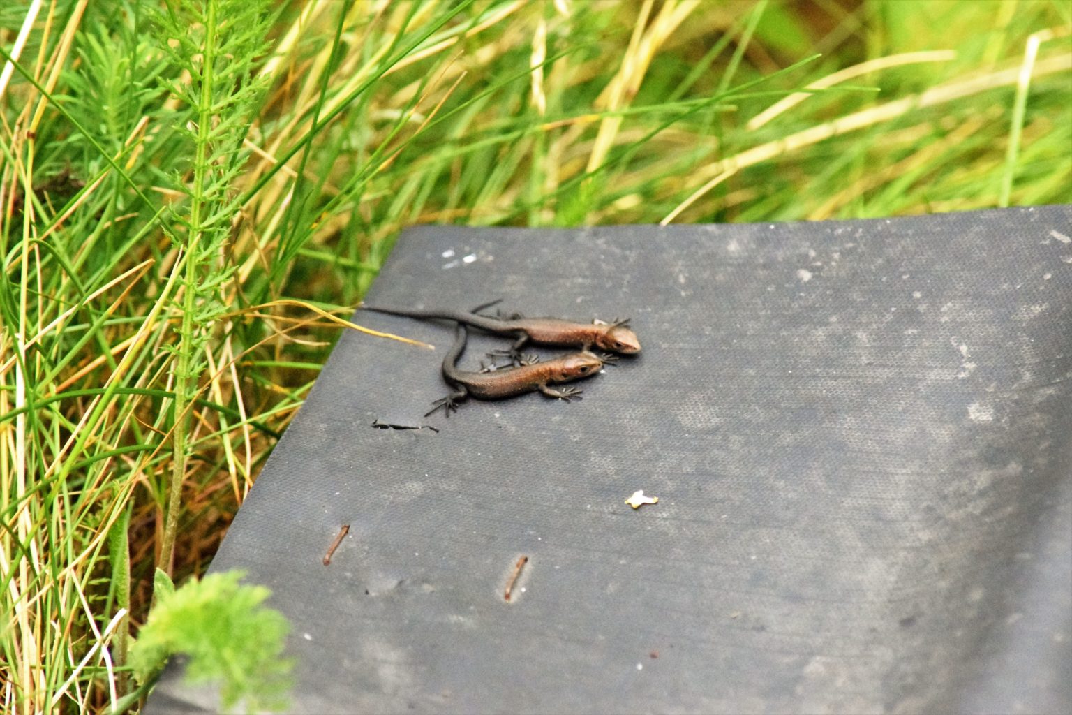 Valokuvaaja: Eetu Savolainen