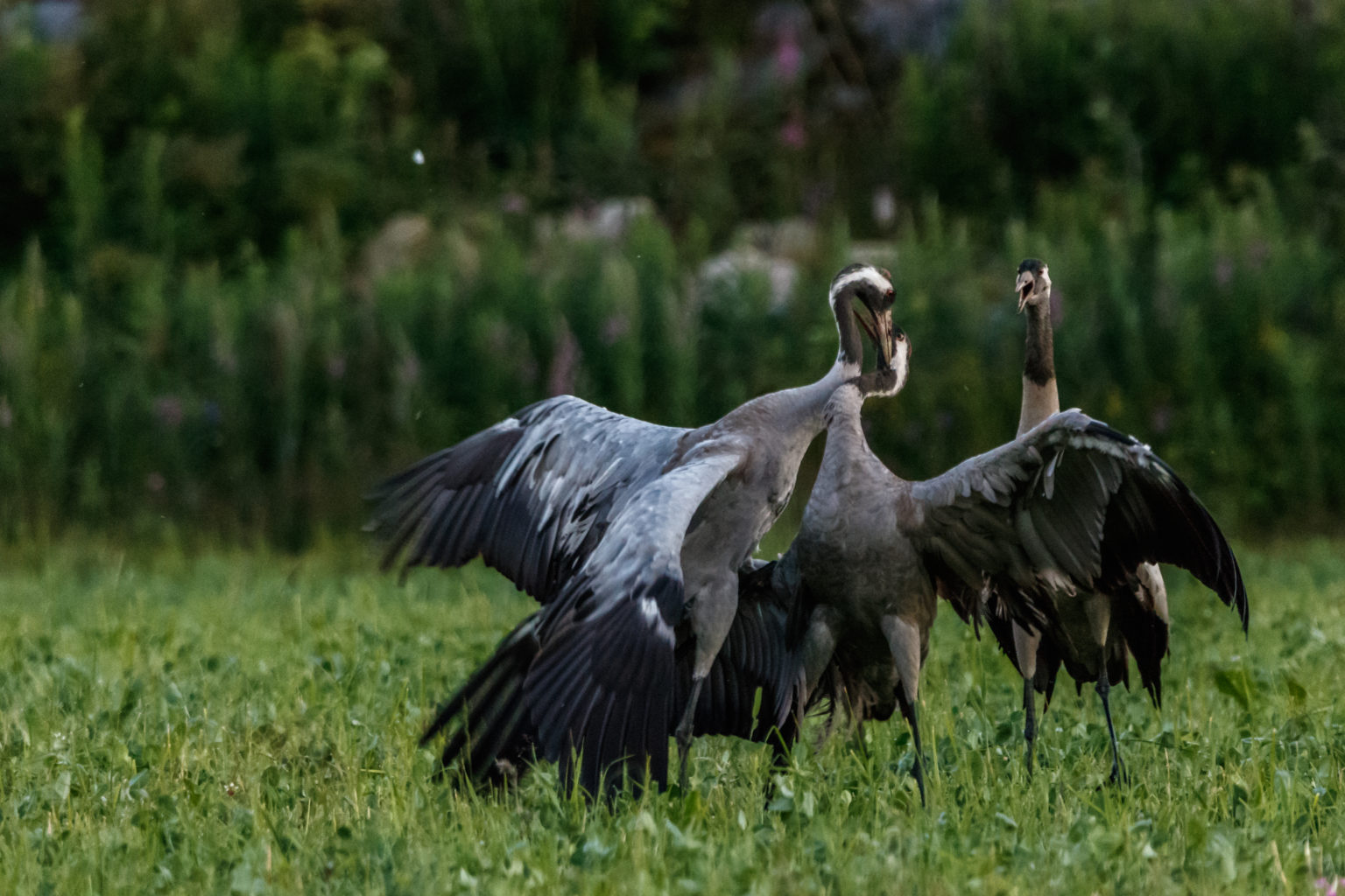 Valokuvaaja: Niko Hoffren