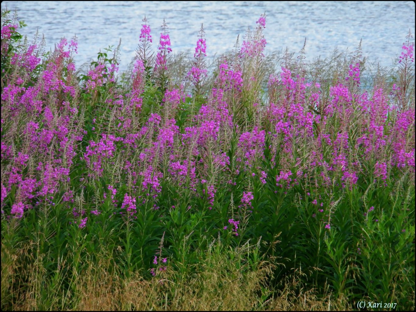Valokuvaaja: Kari Saarinen