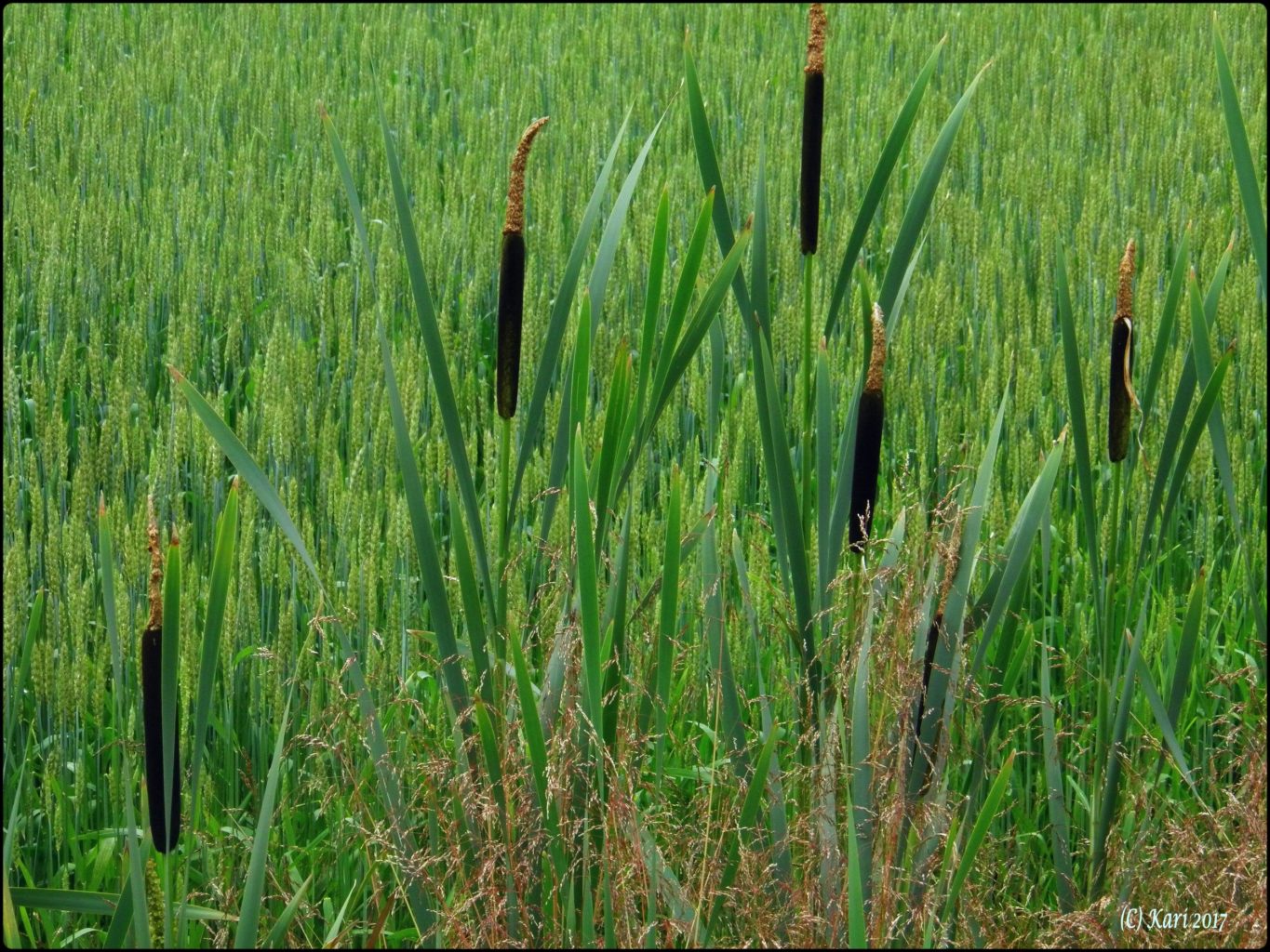 Valokuvaaja: Kari Saarinen