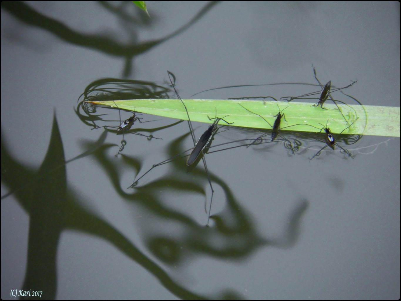 Valokuvaaja: Kari Saarinen