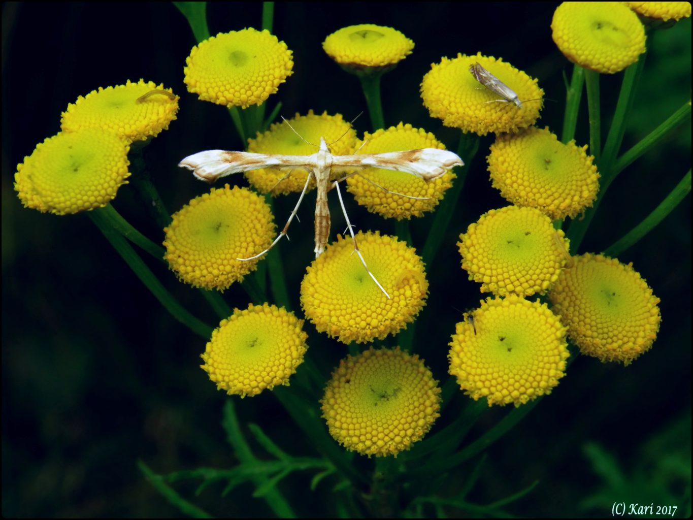 Valokuvaaja: Kari Saarinen