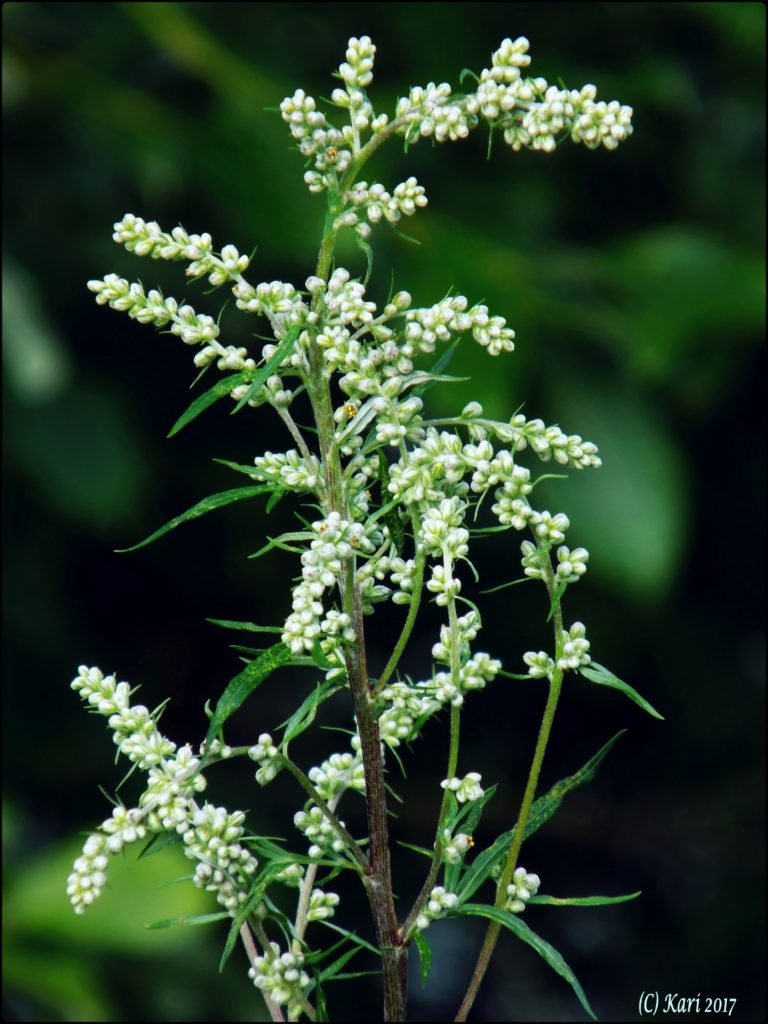 Valokuvaaja: Kari Saarinen