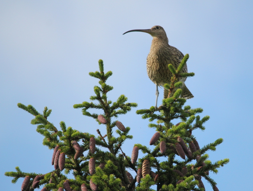 Valokuvaaja: Rauha Manninen