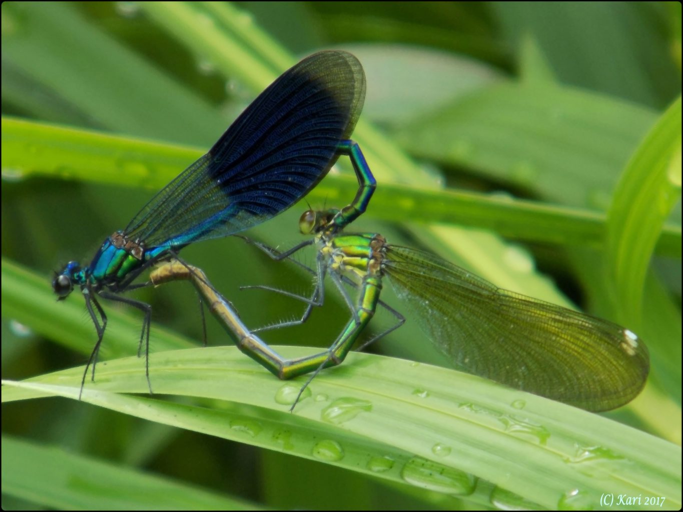 Valokuvaaja: Kari Saarinen