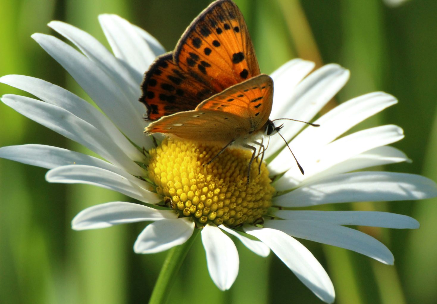 Valokuvaaja: Miia Pesu