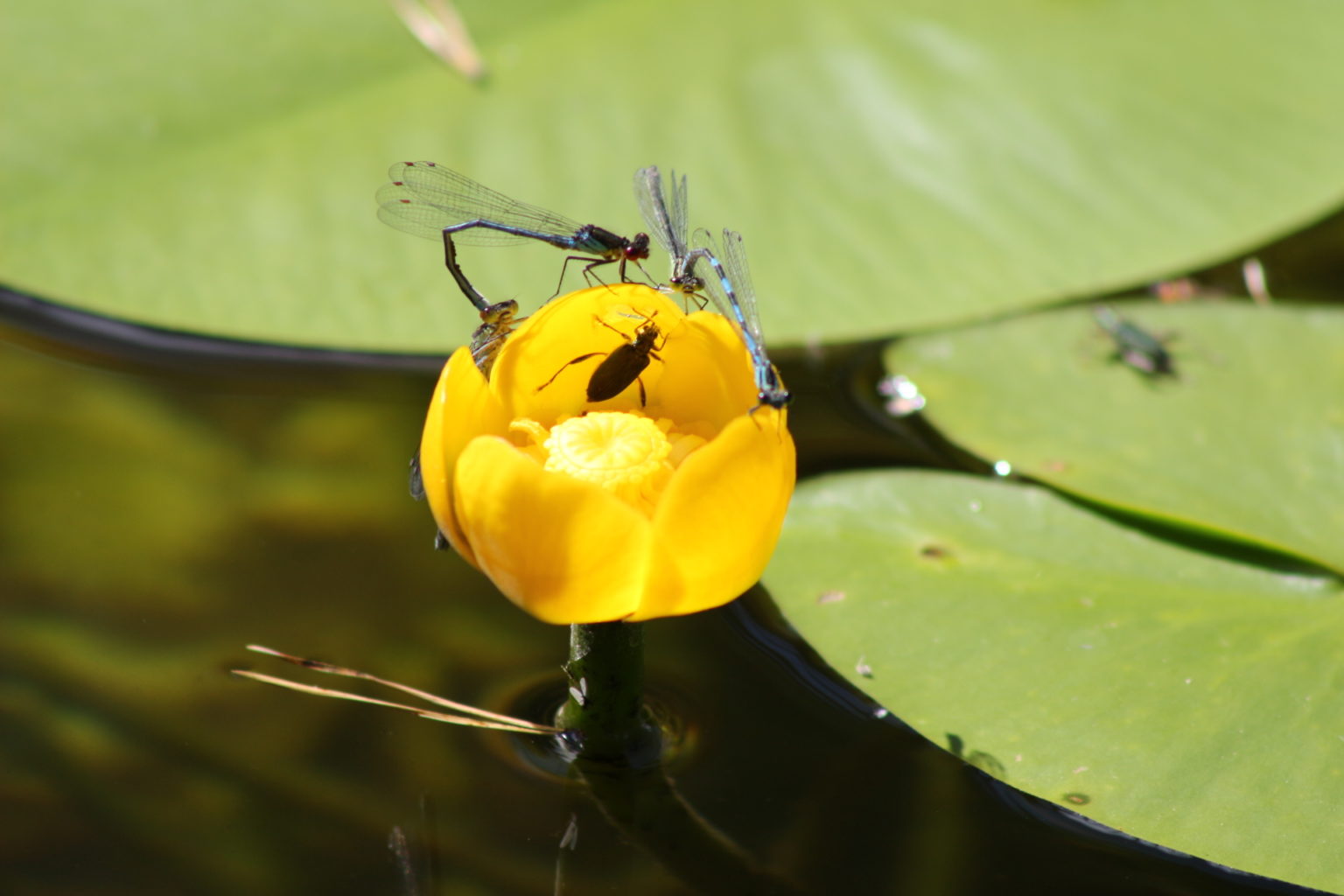 Valokuvaaja: Terhi Pöntinen Valokuvaaja: Terhi Pöntinen
