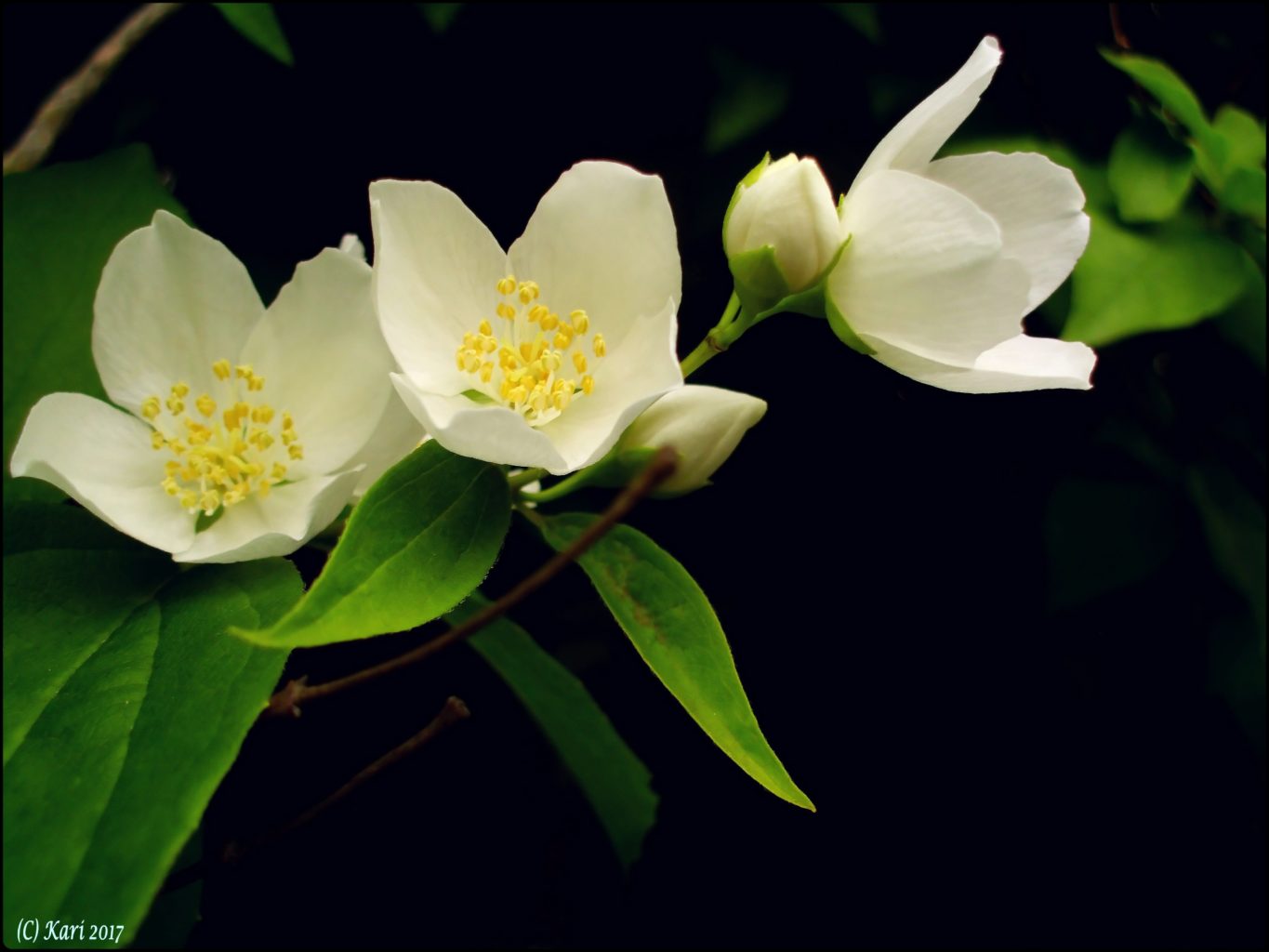 Valokuvaaja: Kari Saarinen Valokuvaaja: Kari Saarinen