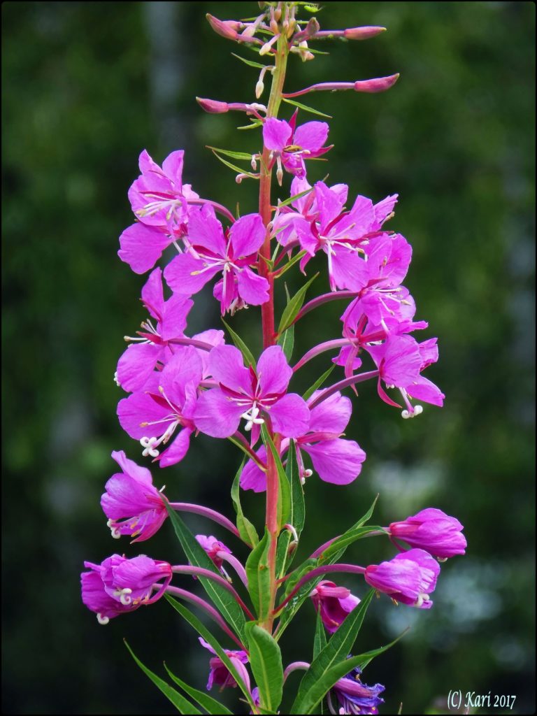 Valokuvaaja: Kari Saarinen