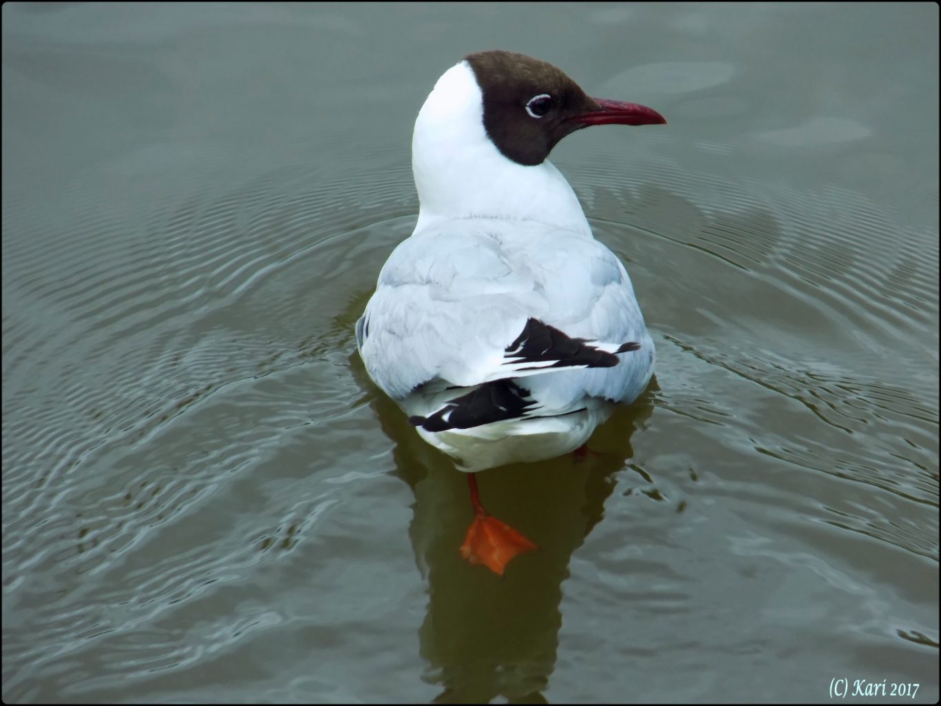 Valokuvaaja: Kari Saarinen