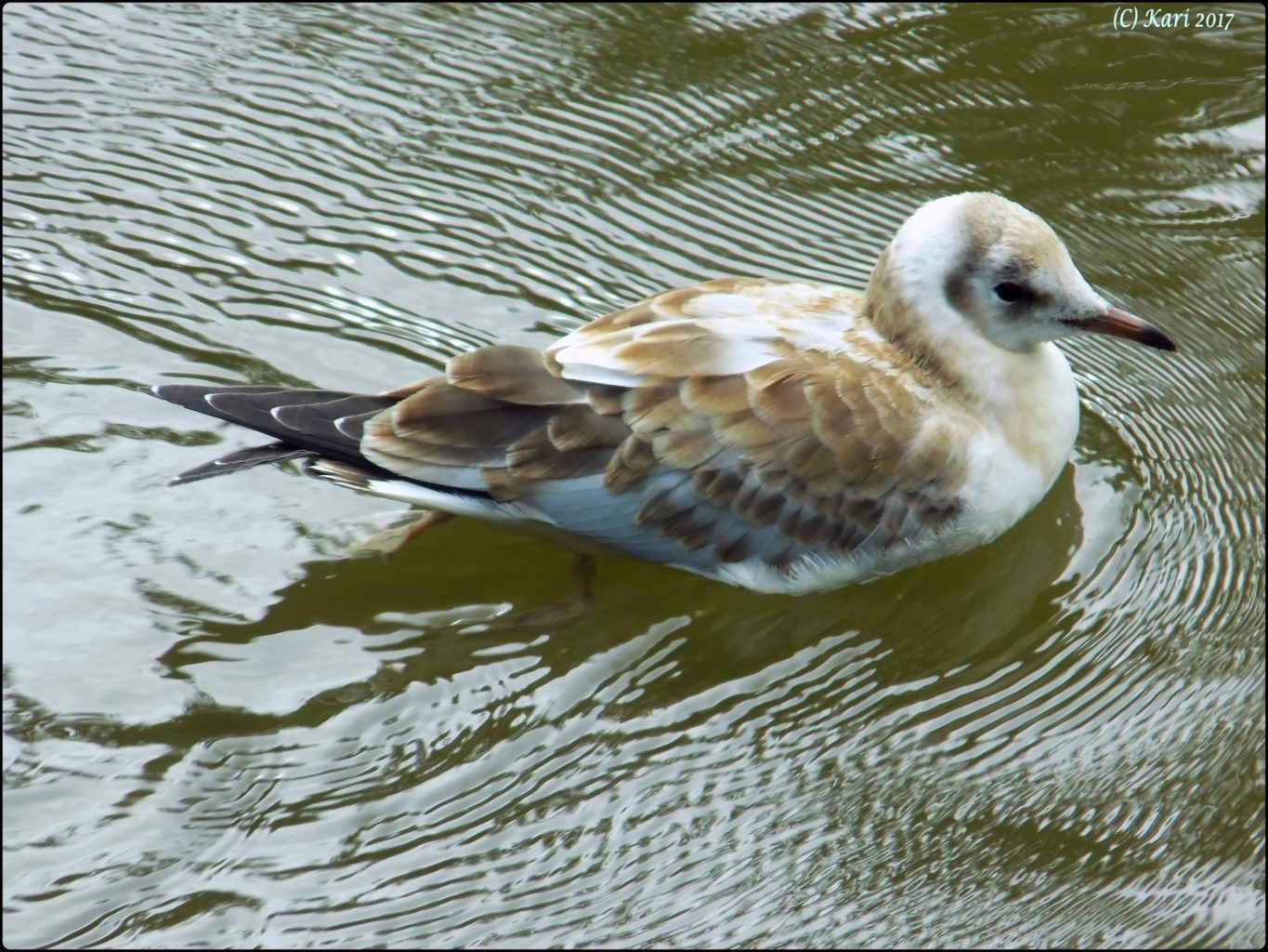 Valokuvaaja: Kari Saarinen