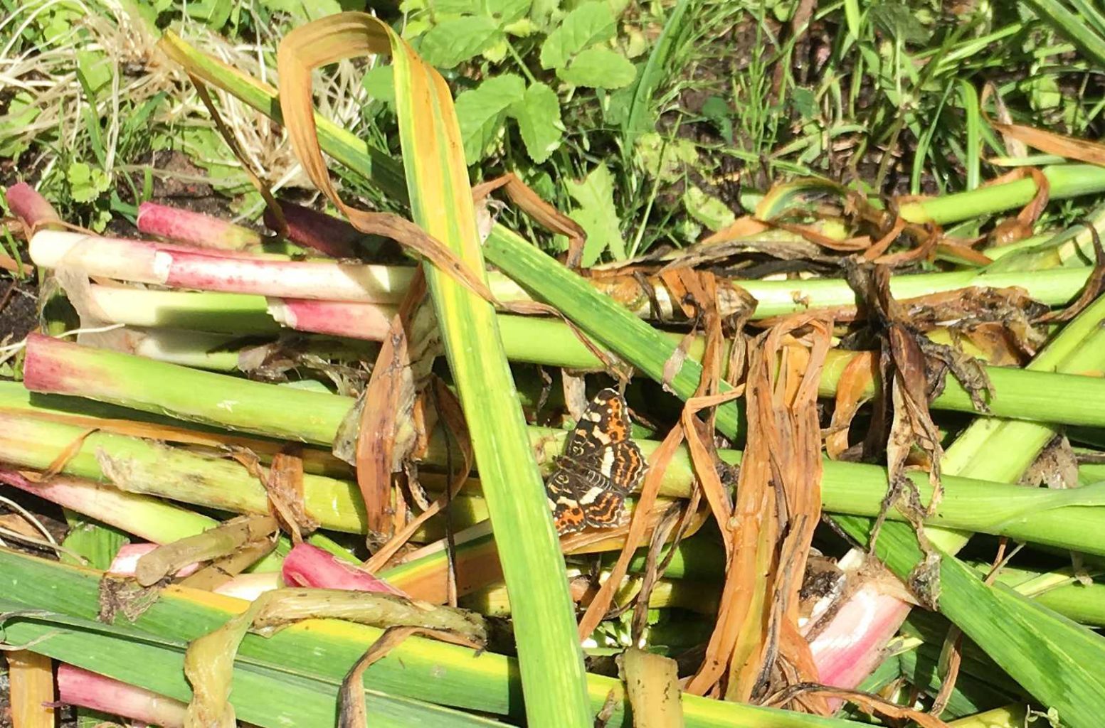 Valokuvaaja: Martti Honkakoski