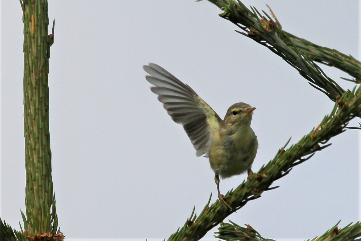 Valokuvaaja: Päivi Punta Valokuvaaja: Päivi Punta