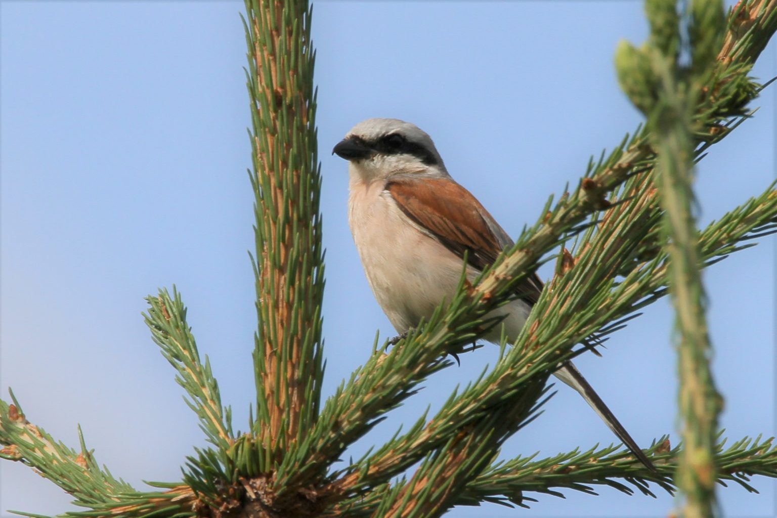 Valokuvaaja: Päivi Punta Valokuvaaja: Päivi Punta