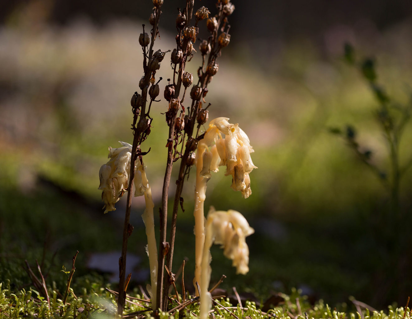 Valokuvaaja: Irma Kortekallio