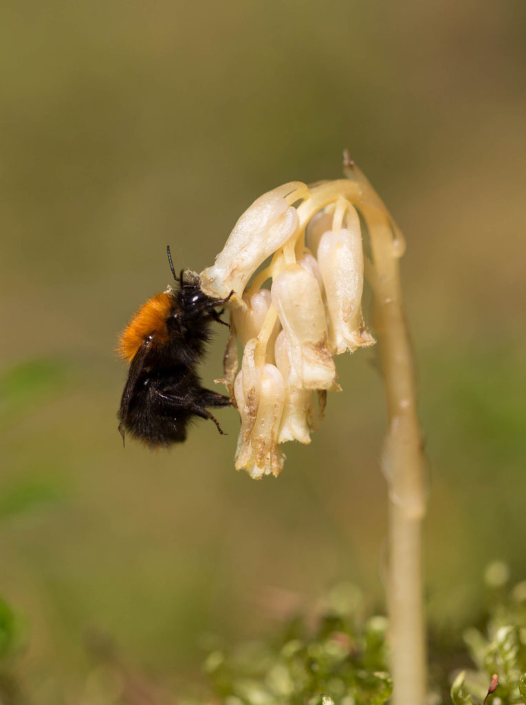 Valokuvaaja: Irma Kortekallio