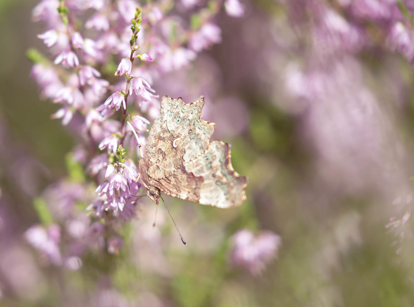 Valokuvaaja: Anne Patana