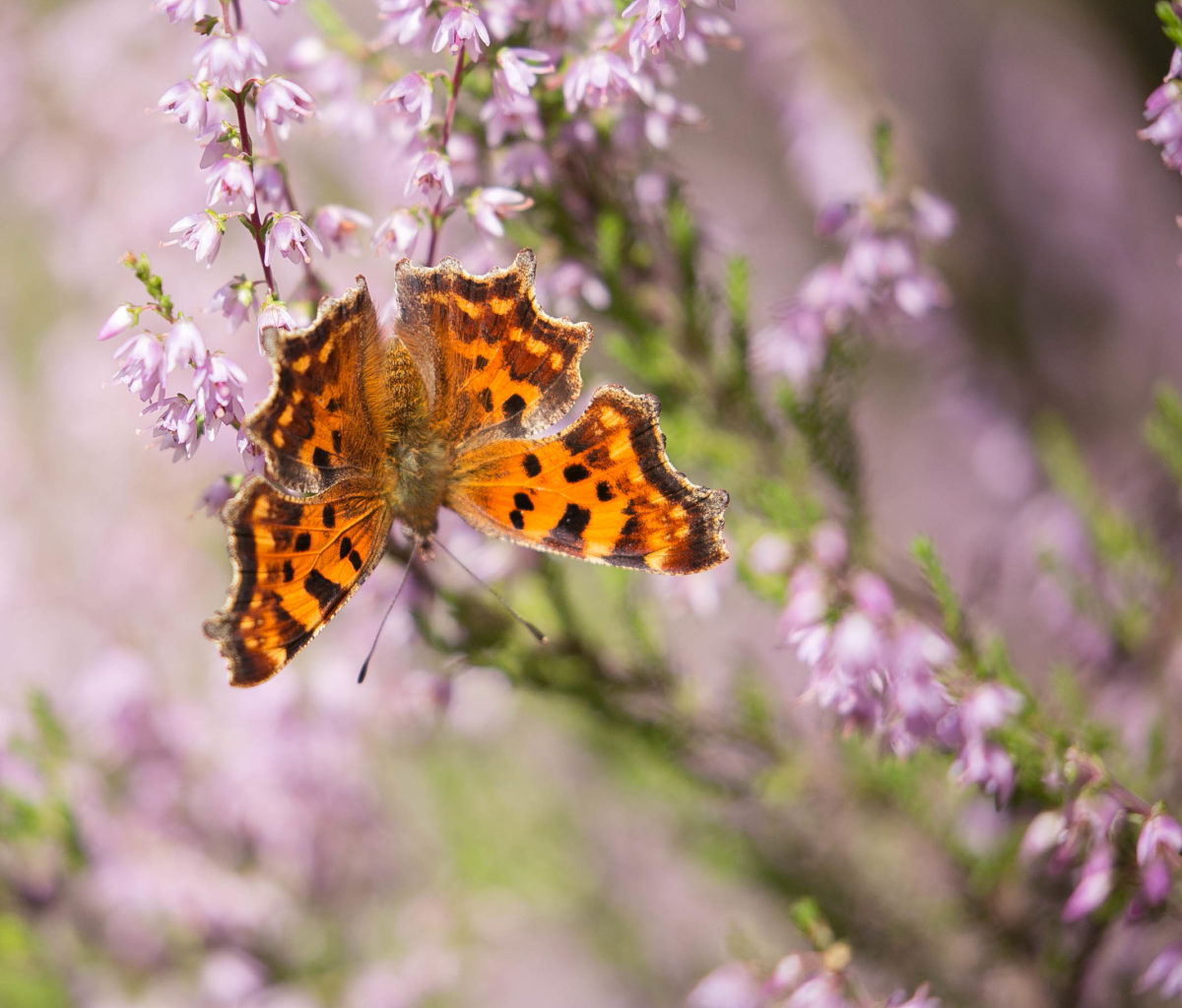 Valokuvaaja: Anne Patana