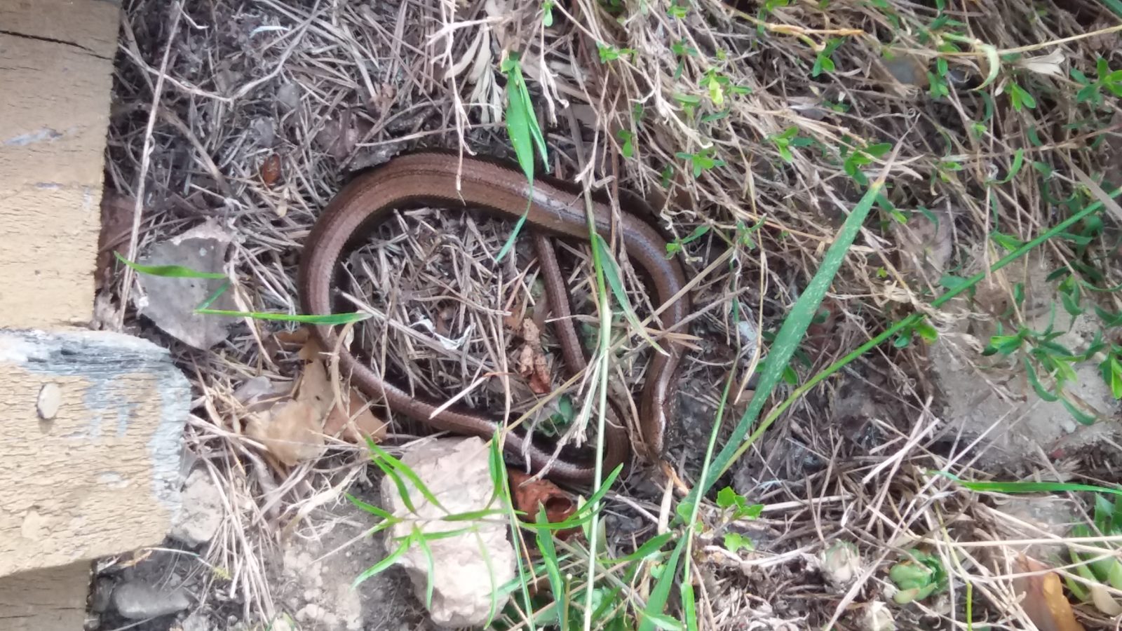 Valokuvaaja: Suuri pasma