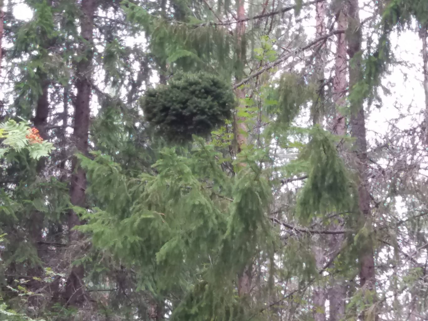 Valokuvaaja: Heli Varjakoski