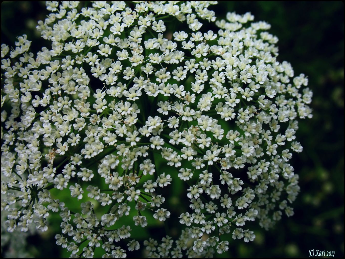 Valokuvaaja: Kari Saarinen