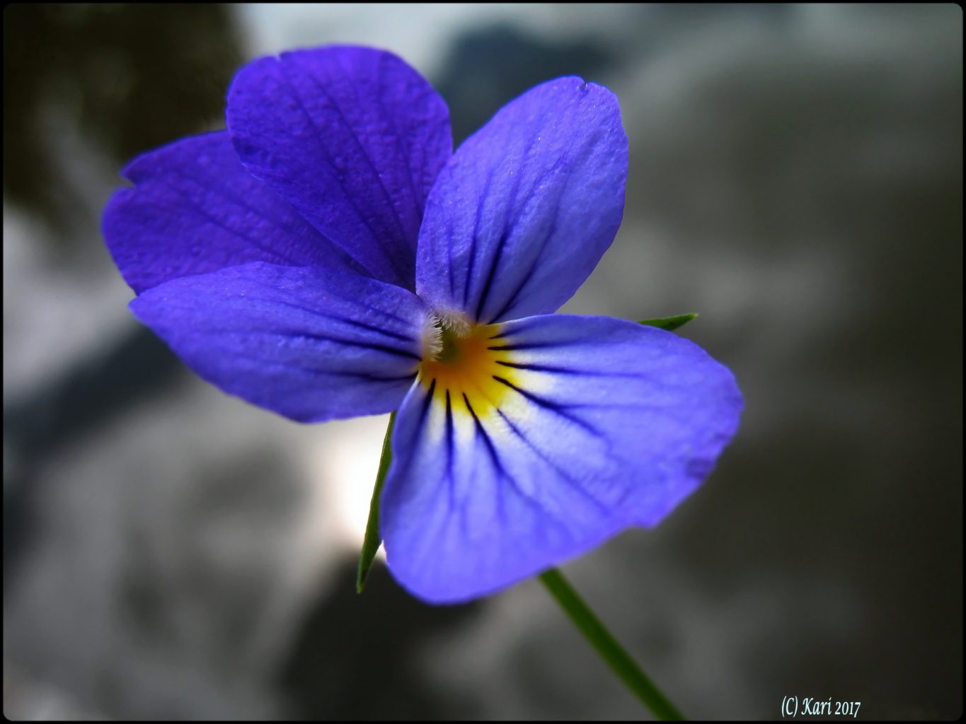 Valokuvaaja: Kari Saarinen