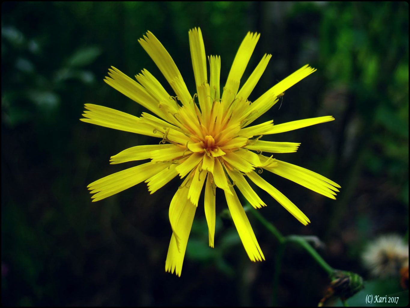Valokuvaaja: Kari Saarinen