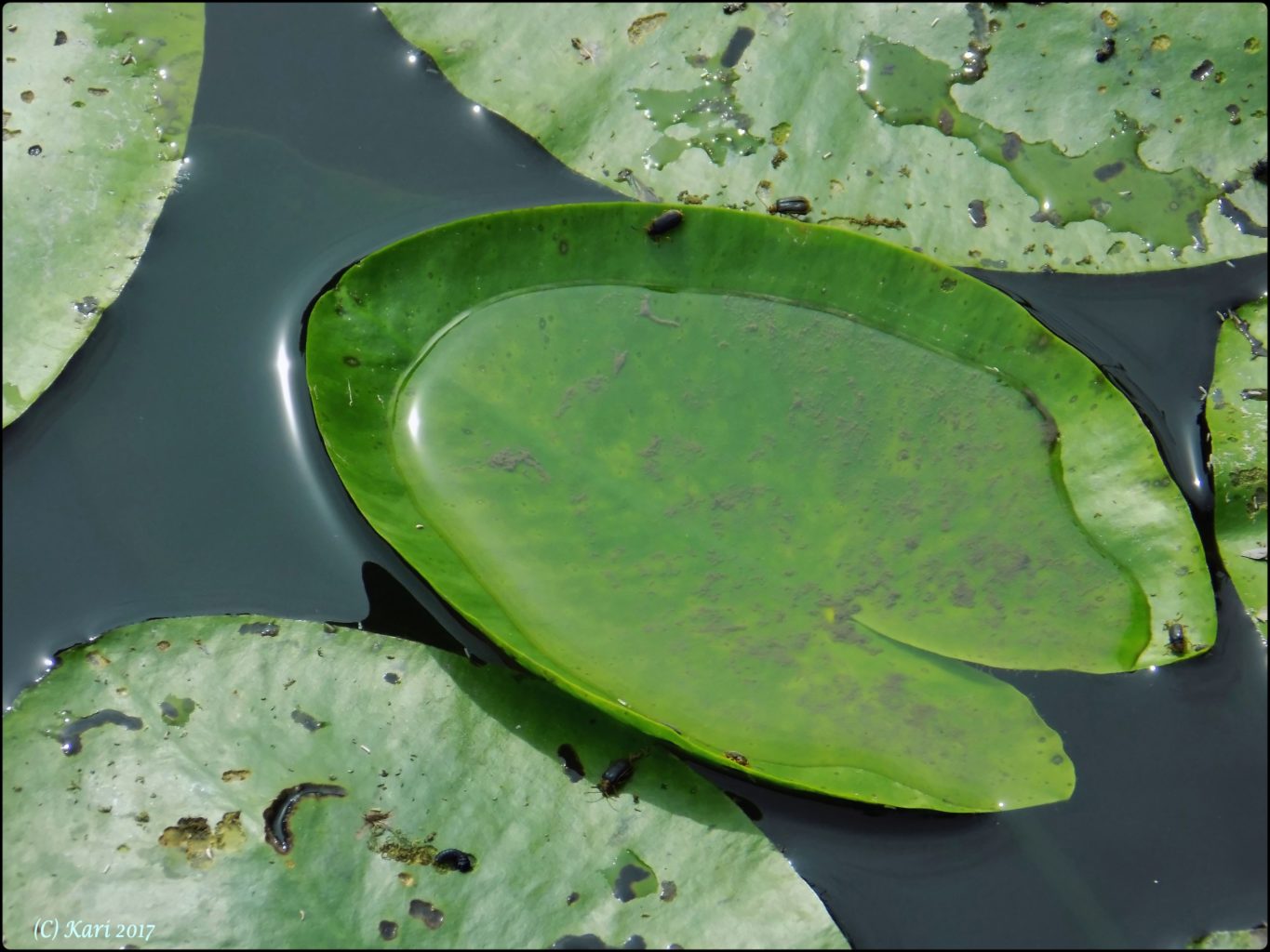 Valokuvaaja: Kari Saarinen