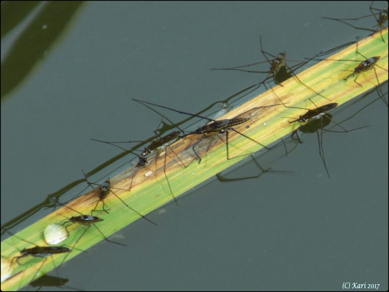 Valokuvaaja: Kari Saarinen