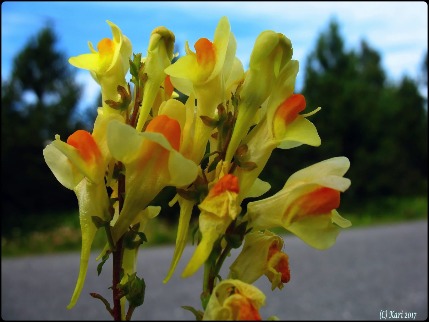 Valokuvaaja: Kari Saarinen