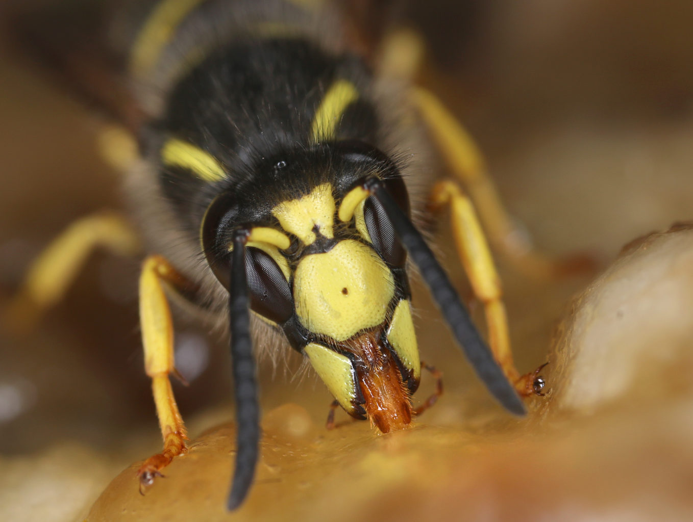 Valokuvaaja: Tarja Porkkala