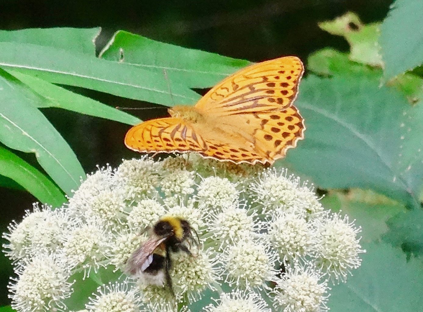 Valokuvaaja: Liisa Niiva-Korpela Valokuvaaja: Liisa Niiva-Korpela