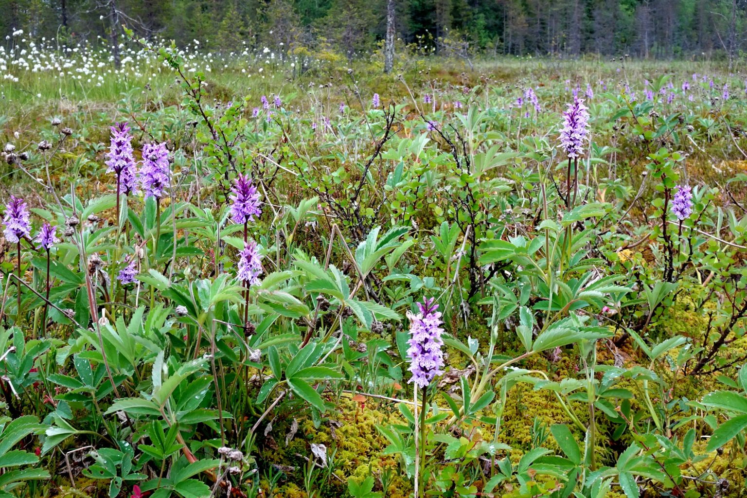 Valokuvaaja: Irja lehtinen