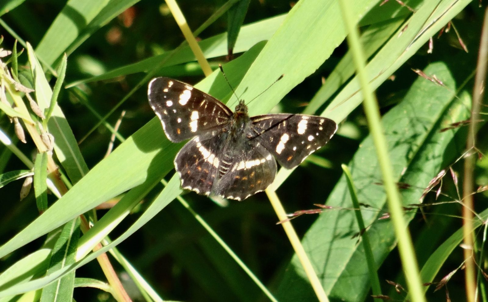 Valokuvaaja: Liisa Niiva-Korpela