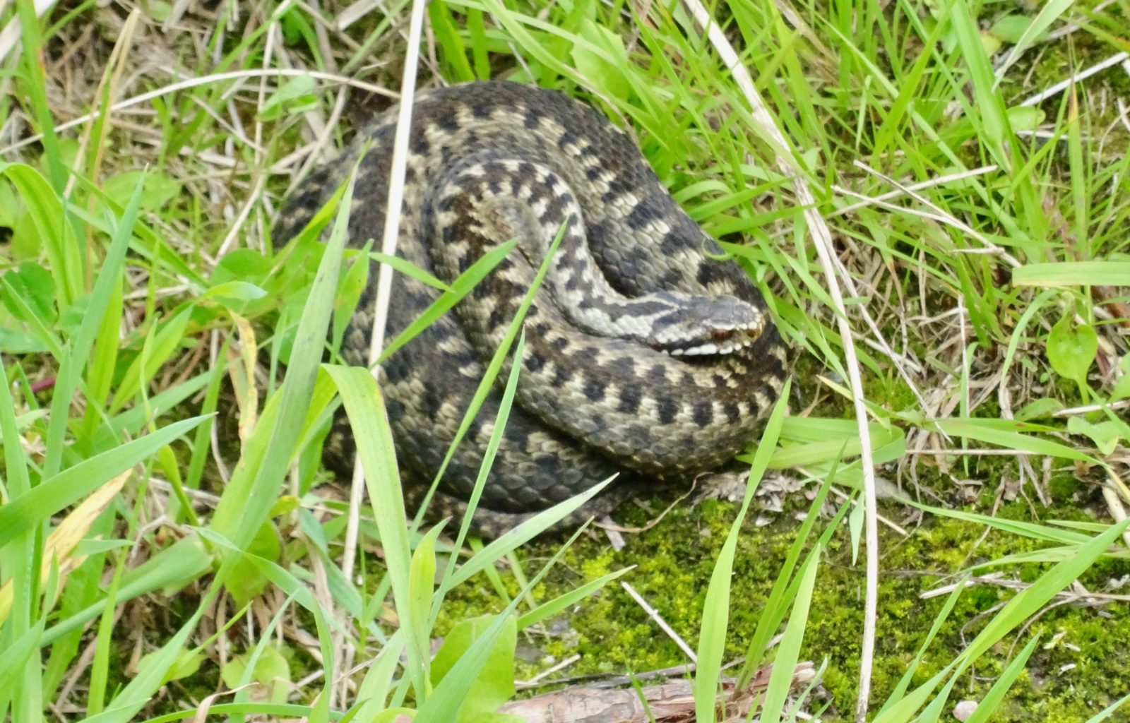 Valokuvaaja: Liisa Niiva-Korpela