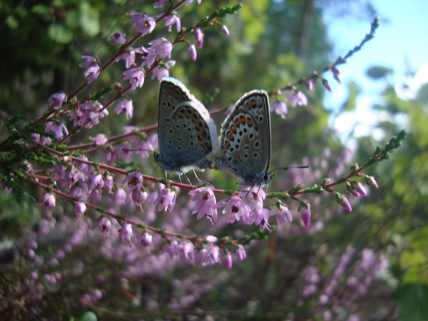 Valokuvaaja: Anja Mustamaa