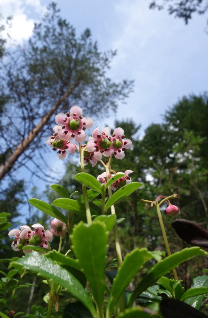 Valokuvaaja: Kaarina Heiskanen