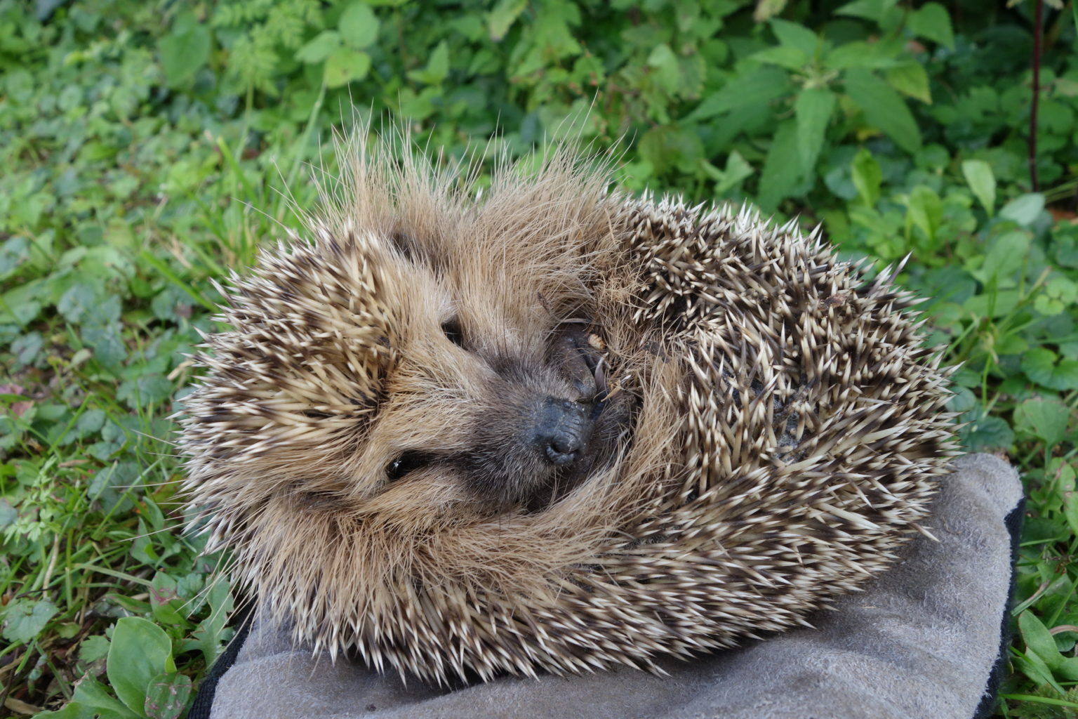 Valokuvaaja: Kaarina Heiskanen