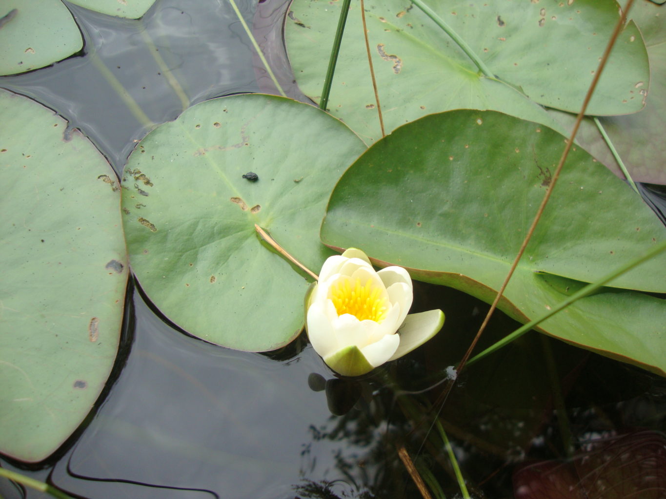 Valokuvaaja: Anja Mustamaa