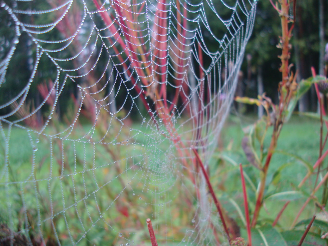 Valokuvaaja: Anja Mustamaa