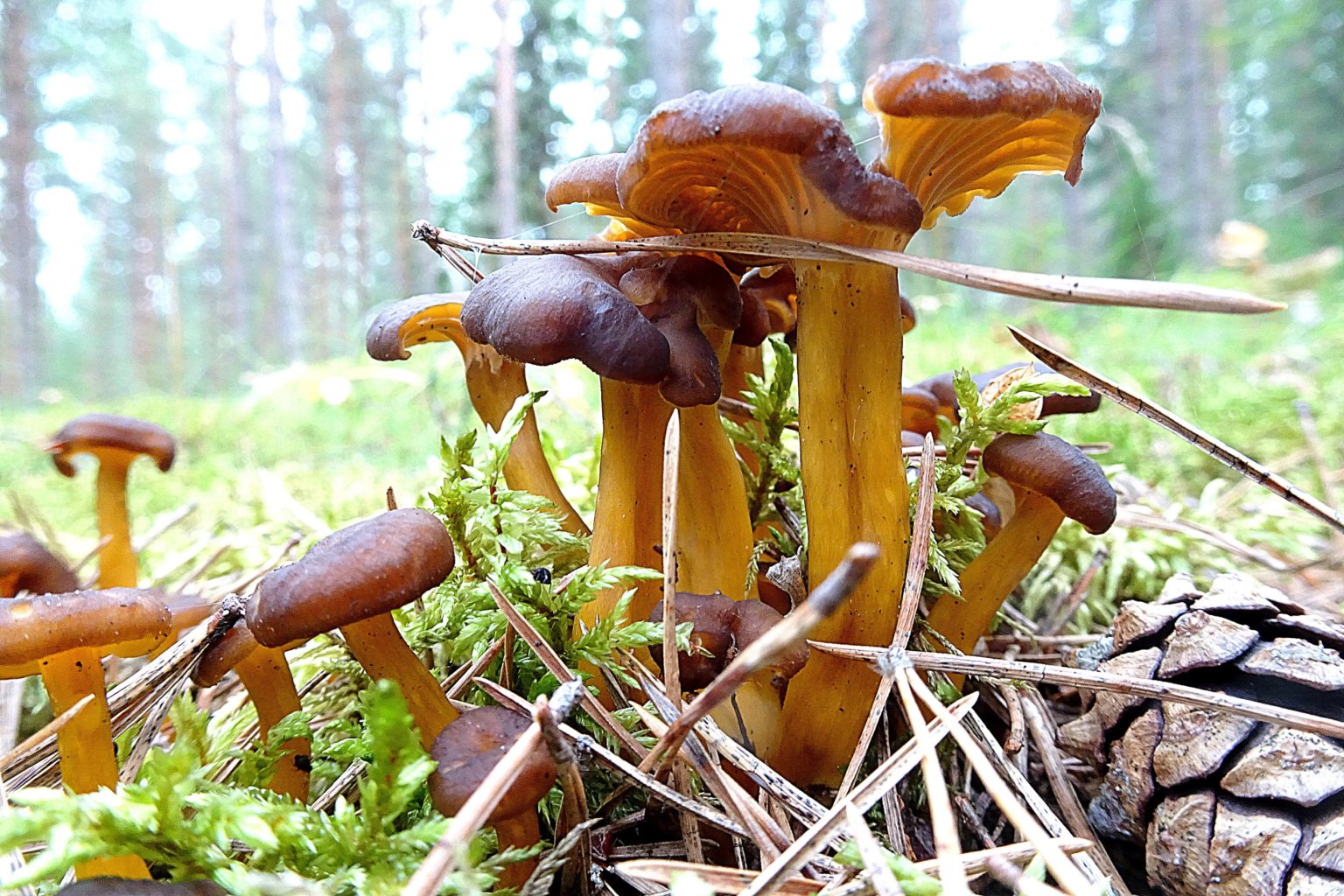 Valokuvaaja: Irja Lehtinen