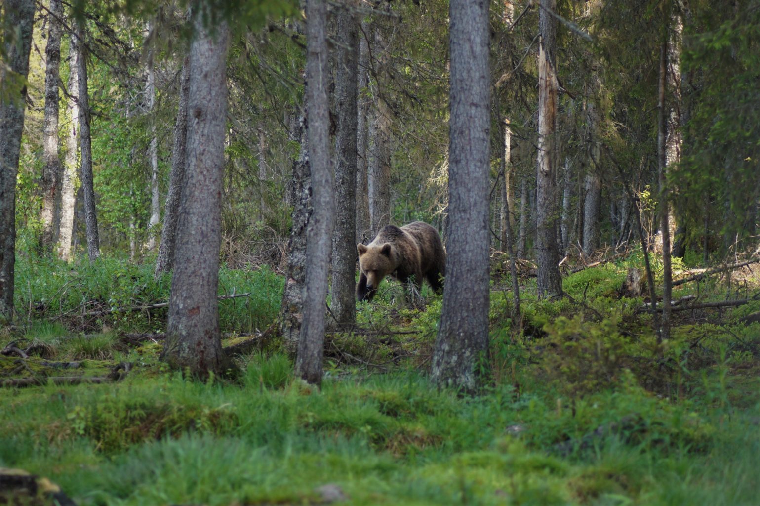 Valokuvaaja: Maarit Siitonen