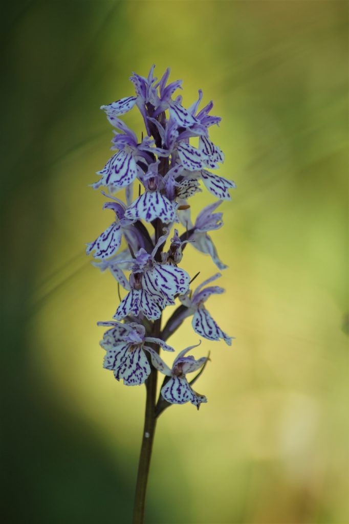 Valokuvaaja: Maarit Siitonen