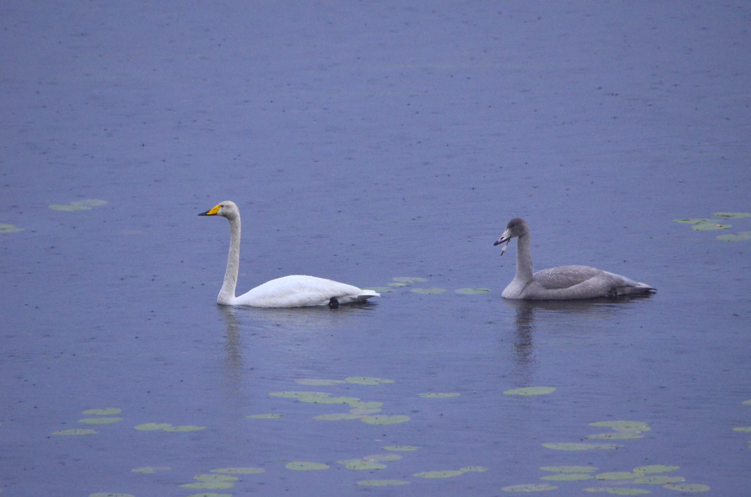 Valokuvaaja: Heidi Rikala