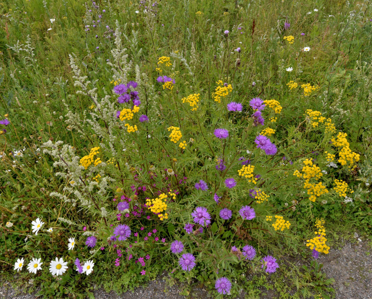 Valokuvaaja: Reijo Juurinen