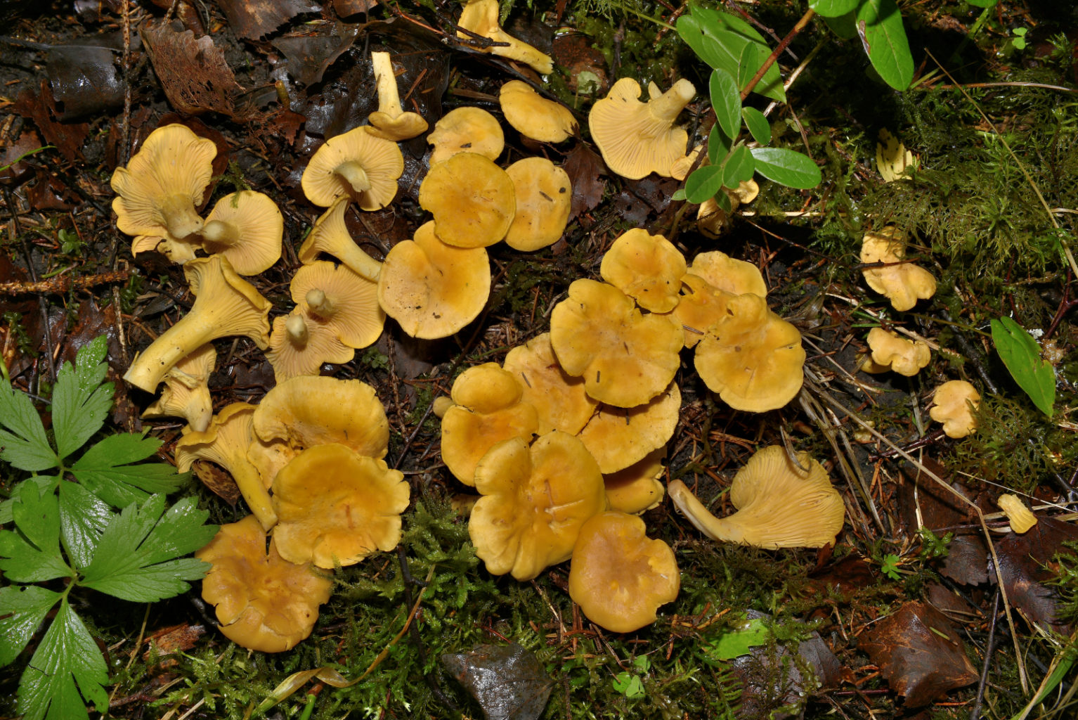 Valokuvaaja: Reijo Juurinen Valokuvaaja: Reijo Juurinen