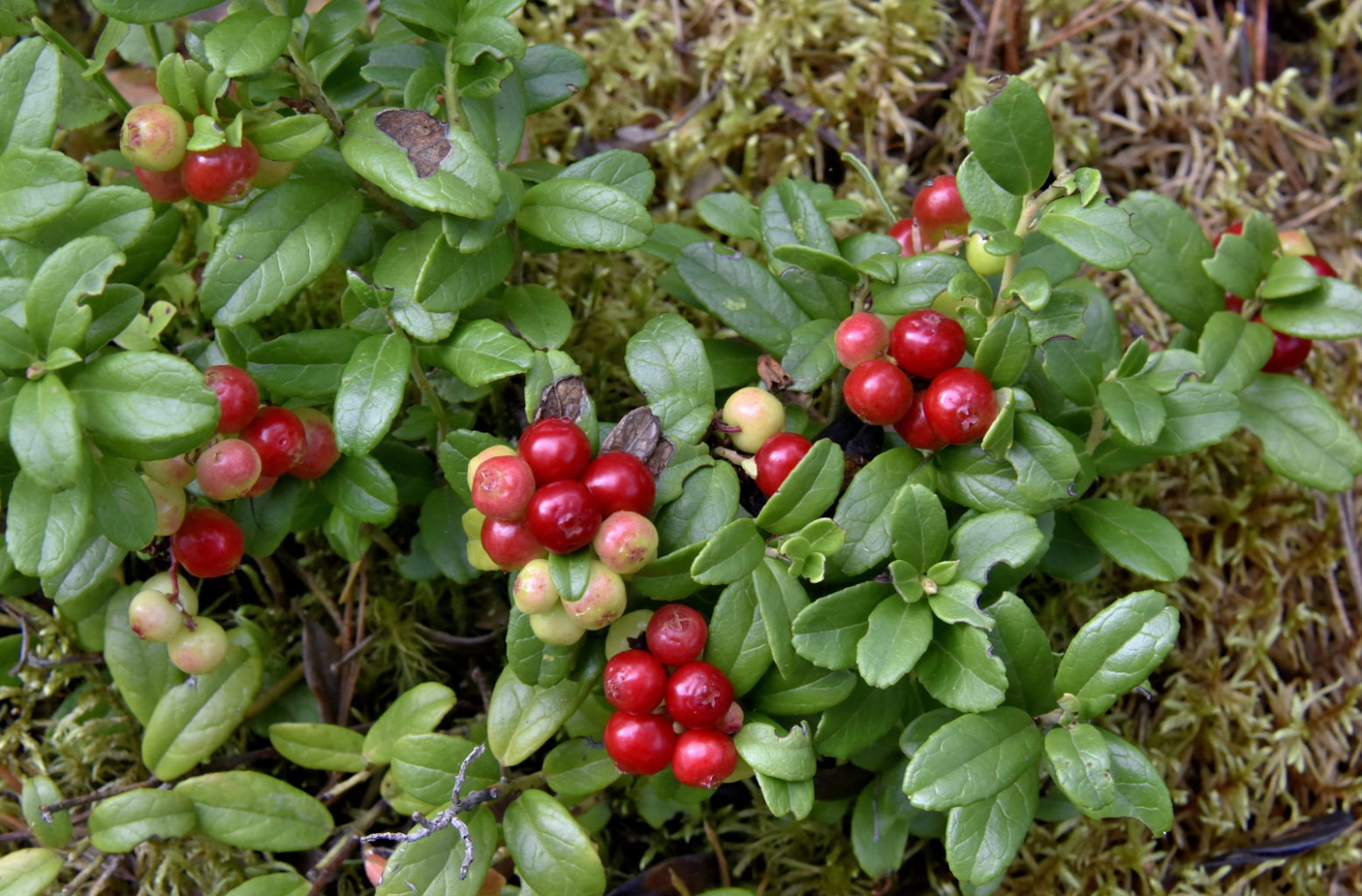 Valokuvaaja: Reijo Juurinen