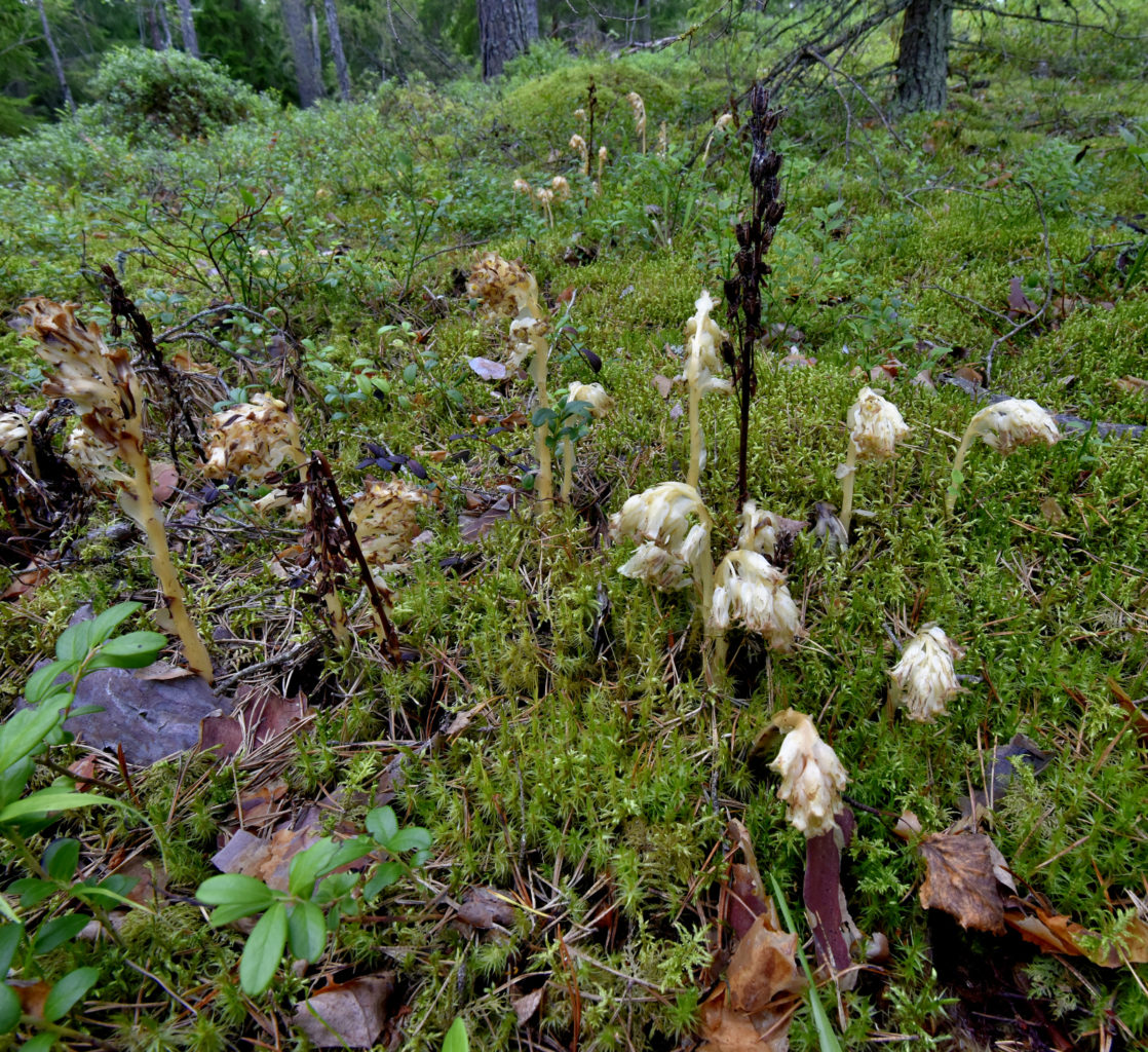Valokuvaaja: Reijo Juurinen