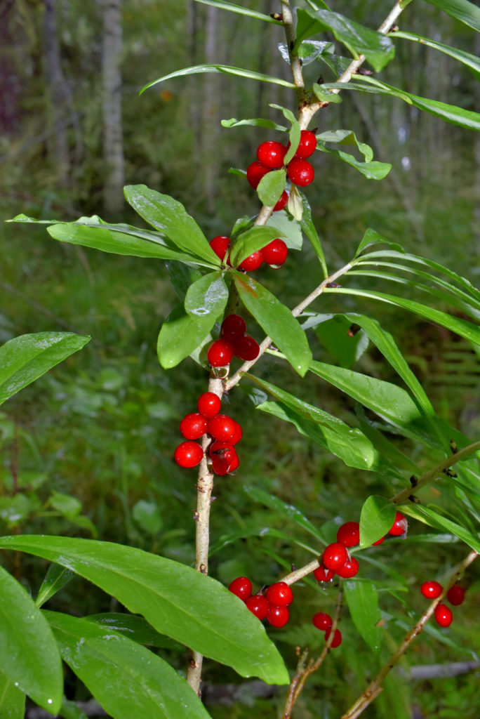 Valokuvaaja: Reijo Juurinen