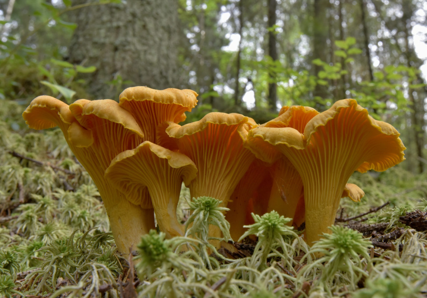 Valokuvaaja: Reijo Juurinen Valokuvaaja: Reijo Juurinen